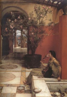 Alma-Tadema, Sir Lawrence An Oleander (mk23)